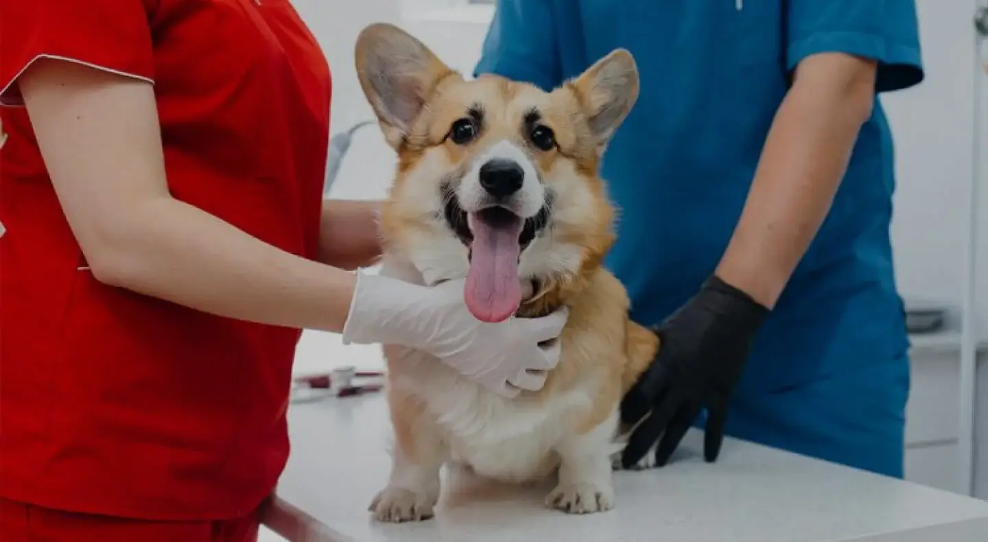 Consulta Veterinaria a Domicilio